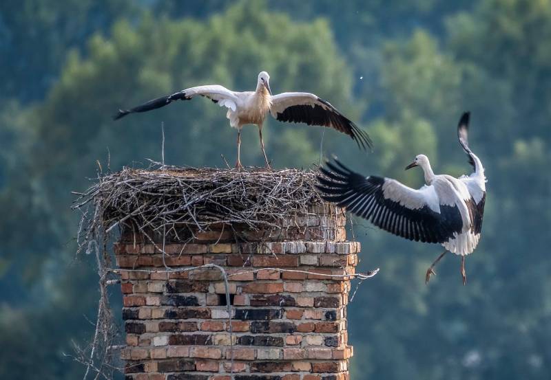 Professional Chimney Animal Removal Services in Lauderhill, Florida
