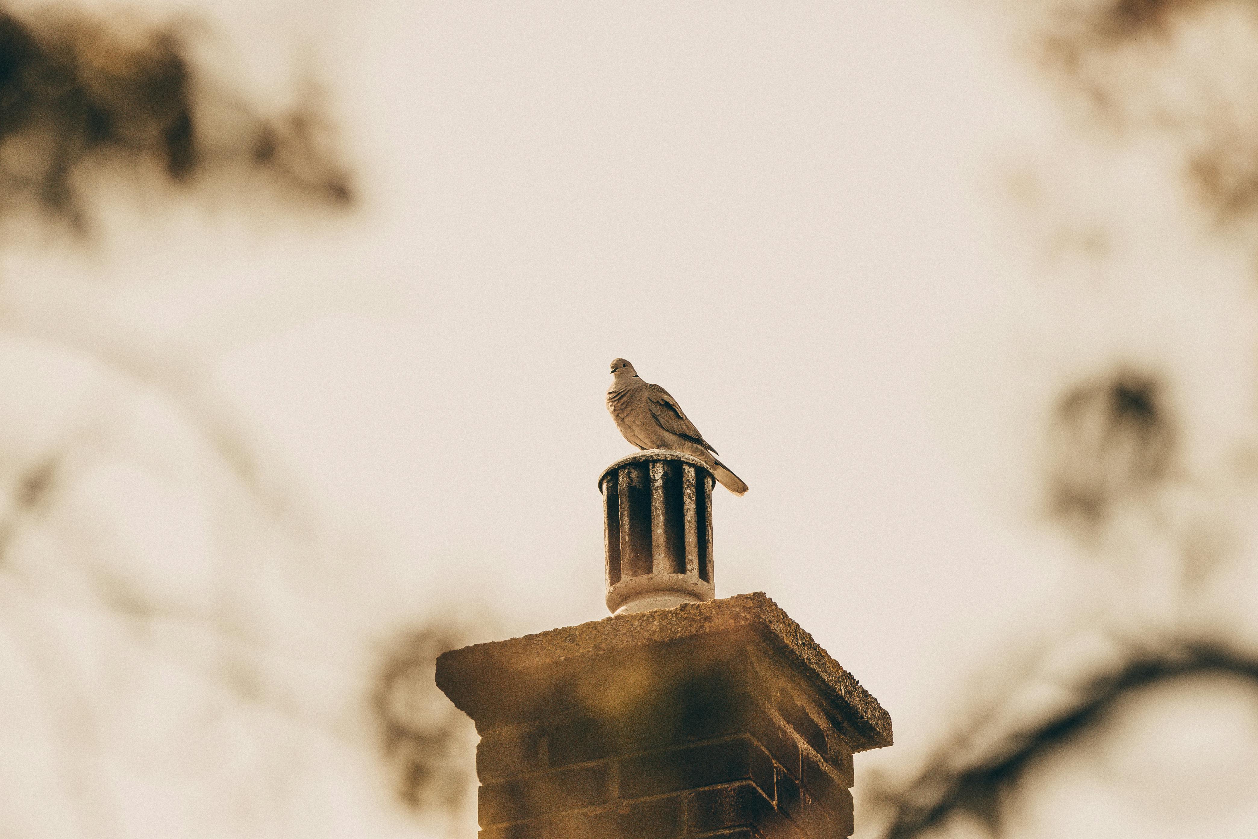 Expert Chimney Cap Installation in Lauderhill, Florida